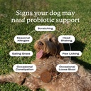 petlab-co-dog-teeth-cleaning-gut-health--2.jpg