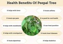 yamkay-arasampattai-powder-peepal-tree-b-5.jpg