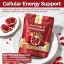 urolithin-a-supplement-with-trans-resver-4.jpg