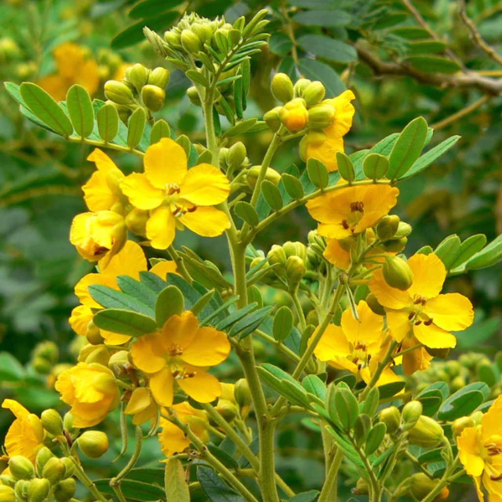 earthborn-elements-senna-leaf-extract-20-5.jpg