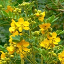 earthborn-elements-senna-leaf-extract-20-5.jpg