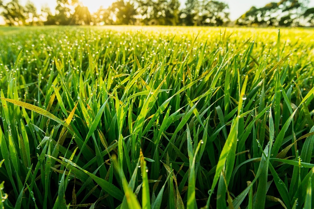pure-original-ingredients-barley-grass-3-6.jpg