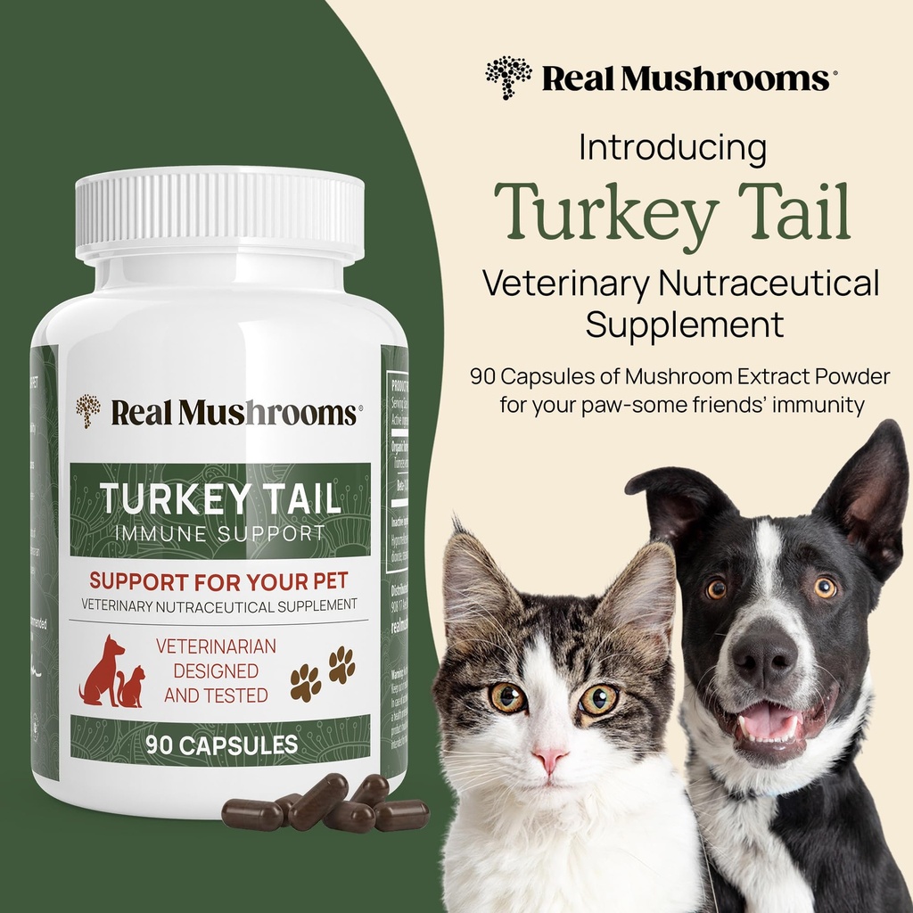 real-mushrooms-turkey-tail-powder-for-hu-6.jpg