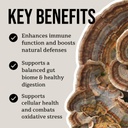 north-spore-organic-turkey-tail-tincture-4.jpg