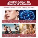 urolithin-a-supplement-with-trans-resver-2.jpg