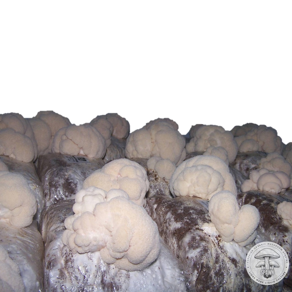 lion-s-mane-hericium-erinaceus-liquid-cu-4.jpg