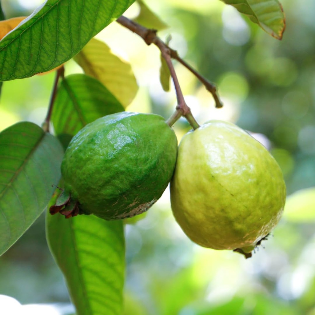 pure-original-ingredients-guava-leaf-pow-4.jpg