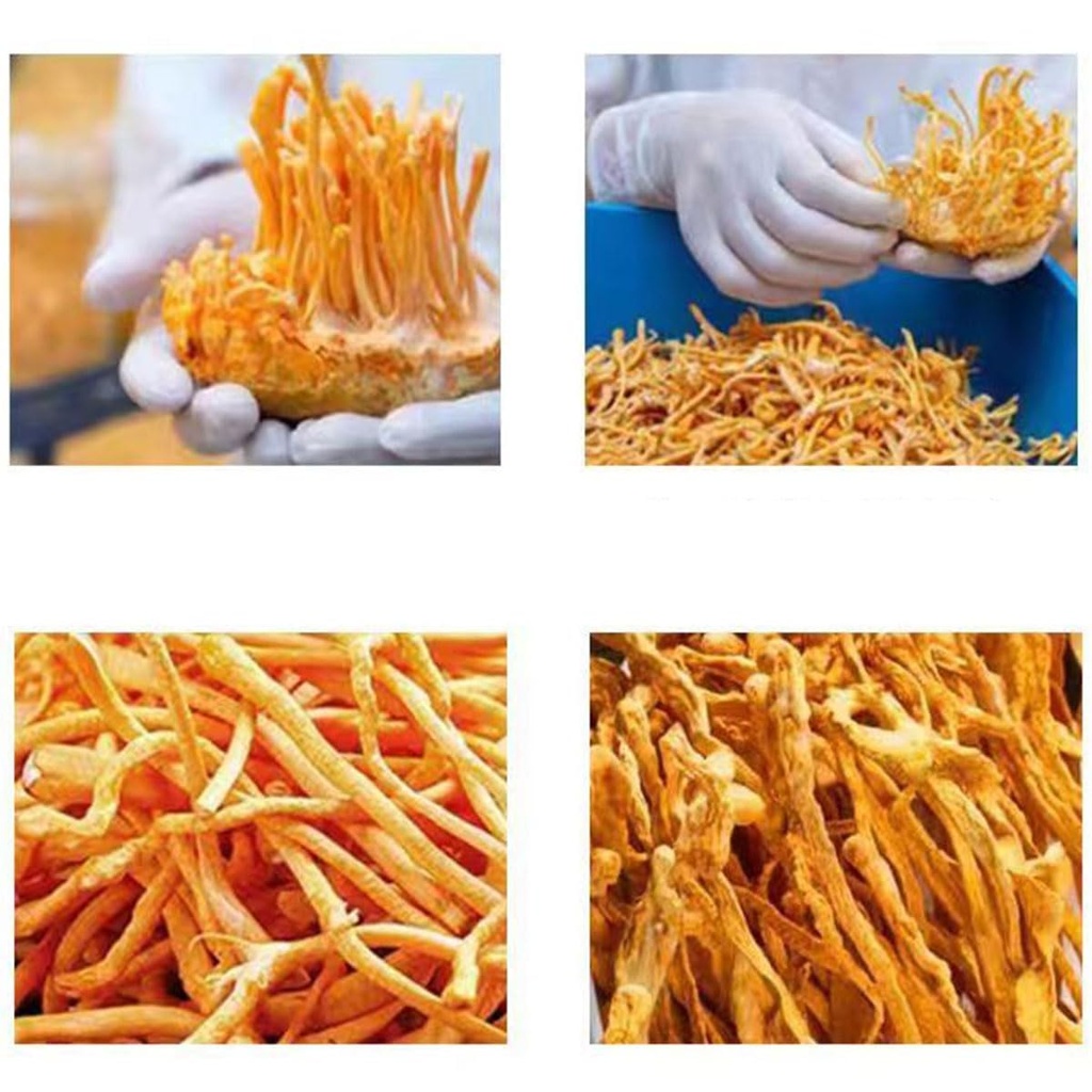 sifangda-cordyceps-flower-dried-cordycep-2.jpg