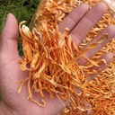 sifangda-cordyceps-flower-dried-cordycep-3.jpg
