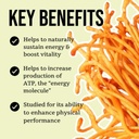 north-spore-cordyceps-mushroom-extract-t-4.jpg