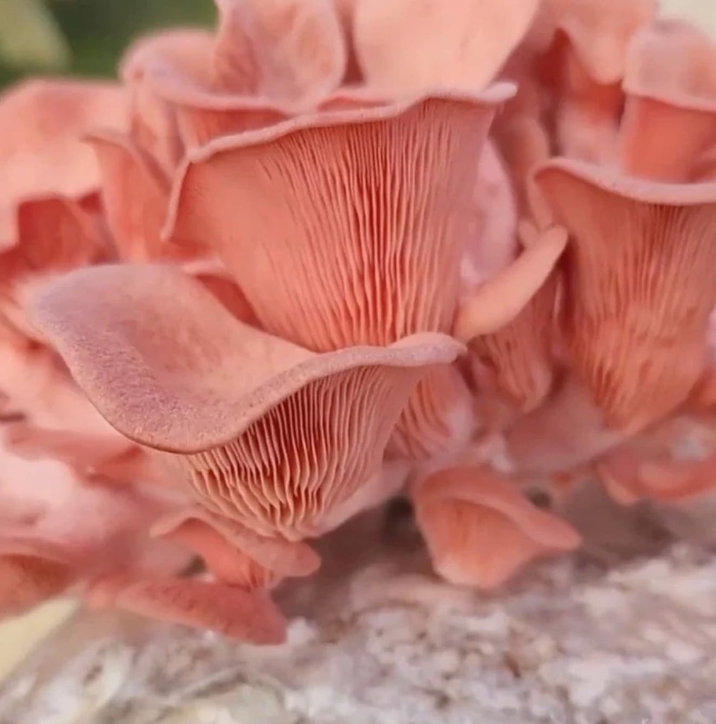 north-spore-organic-pink-oyster-mushroom-2.jpg