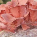 north-spore-organic-pink-oyster-mushroom-2.jpg