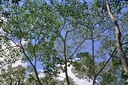 dragon-s-blood-resin-pure-croton-lechler-6.jpg