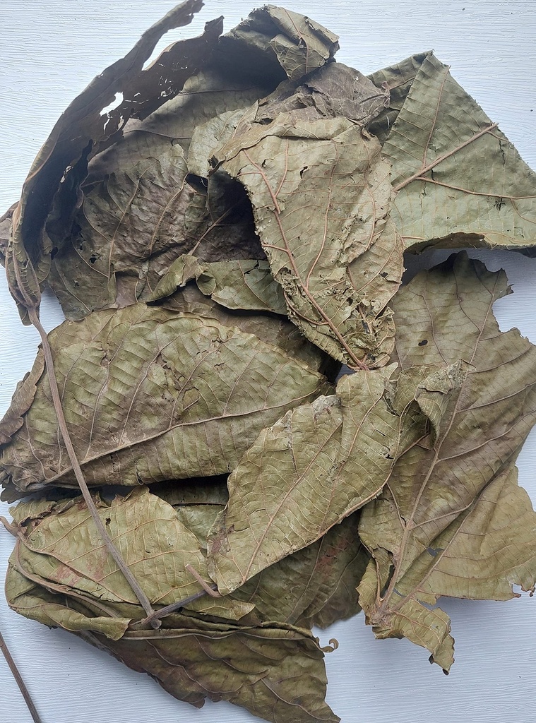 kopabana-green-djeka-leaves-ogymama-alch-6.jpg