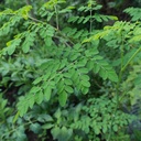 earthborn-elements-moringa-200-capsules--6.jpg