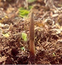 dragon-herbs-cordyceps-capsules-100-caps-2.jpg