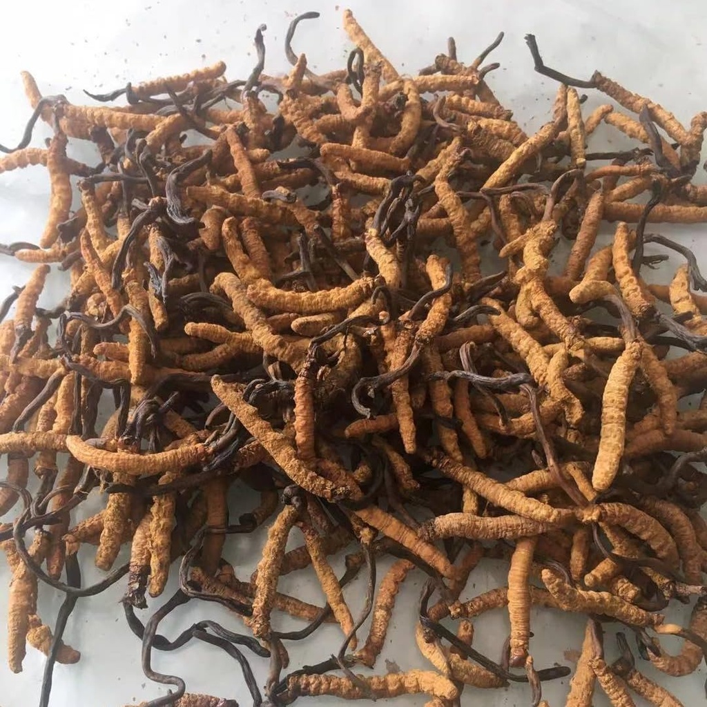 ayachang-cordyceps-sichuan-dong-chong-xi-4.jpg