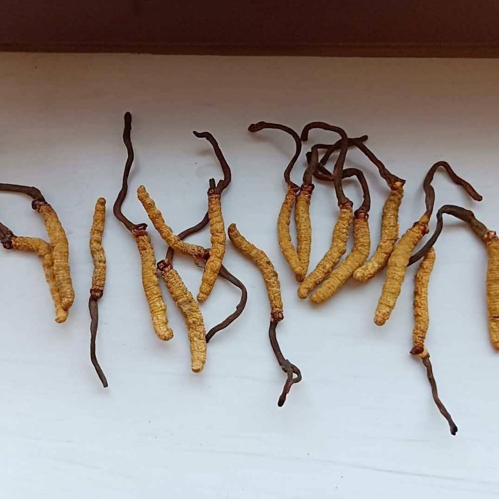 ayachang-cordyceps-sichuan-dong-chong-xi-3.jpg