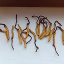 ayachang-cordyceps-sichuan-dong-chong-xi-3.jpg