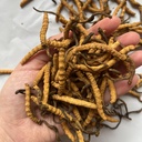 ayachang-cordyceps-sichuan-dong-chong-xi-2.jpg