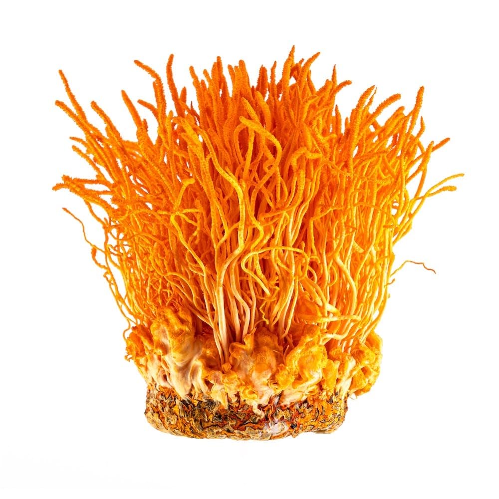 cordyceps-plus-organic-militaris-mushroo-2.jpg