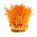 cordyceps-plus-organic-militaris-mushroo-2.jpg
