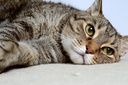 drformulas-nexabiotic-probiotics-for-cat-5.jpg