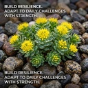 supplement-400mg-rhodiola-rosea-suppleme-5.jpg