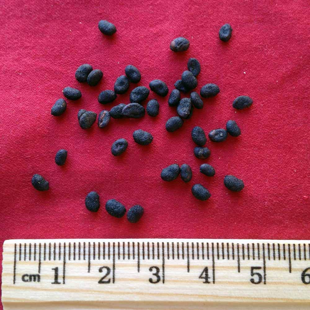 xyp-buguzhi-bu-gu-zhi-100gram-3.jpg