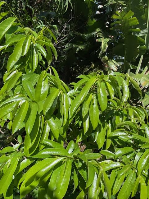 soursop-fruit-and-leaf-extract-1-fl-oz-t-3.jpg