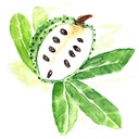 soursop-fruit-and-leaf-extract-1-fl-oz-t-5.jpg