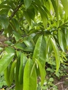 soursop-fruit-and-leaf-extract-1-fl-oz-t-6.jpg