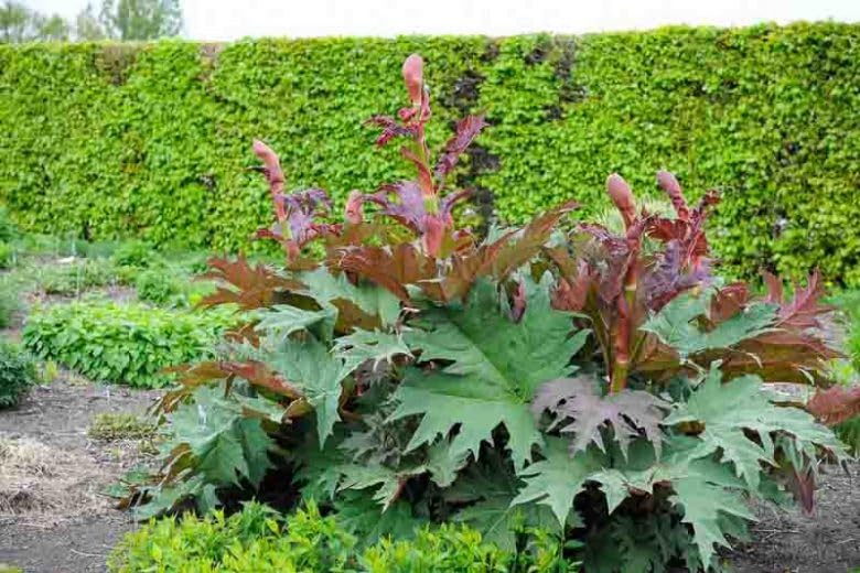 raven-moon-emporium-turkish-rhubarb-root-2.jpg