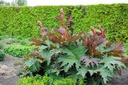 raven-moon-emporium-turkish-rhubarb-root-2.jpg
