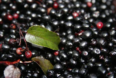 capsules-of-organic-maqui-3.jpg