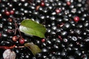 capsules-of-organic-maqui-3.jpg