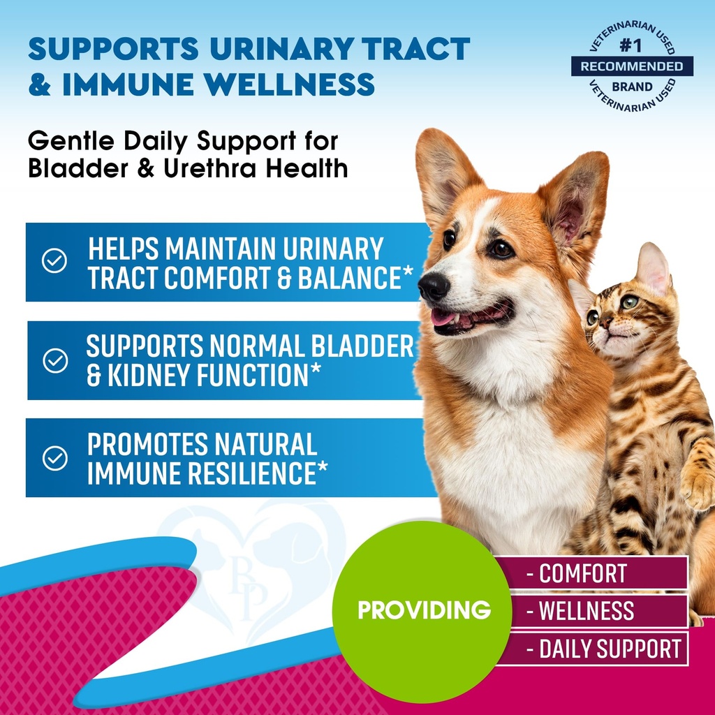 cat-dog-urinary-tract-infection-treatmen-2.jpg
