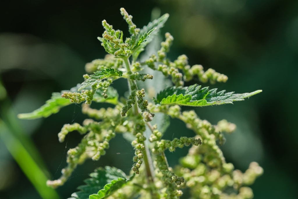 stinging-nettle-seeds-urtica-dioica-from-3.jpg