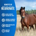 equine-total-rejuvenate-equine-oral-past-3.jpg
