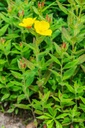 health-embassy-evening-primrose-seeds-po-5.jpg
