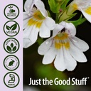 natures-answer-eyebright-herb-supports-h-5.jpg