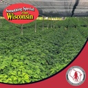 dairyland-concentrated-american-ginseng--6.jpg