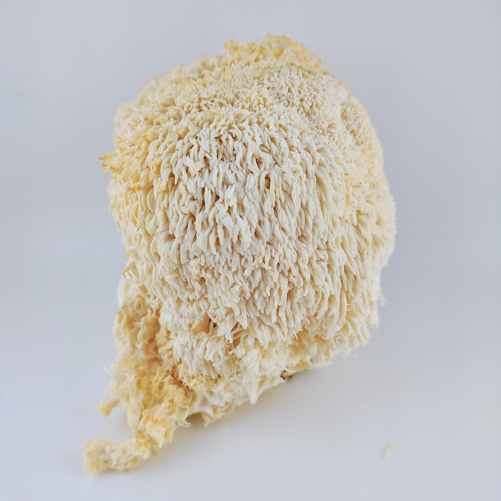 organic-lions-mane-mushroom-alcohol-tinc-6.jpg