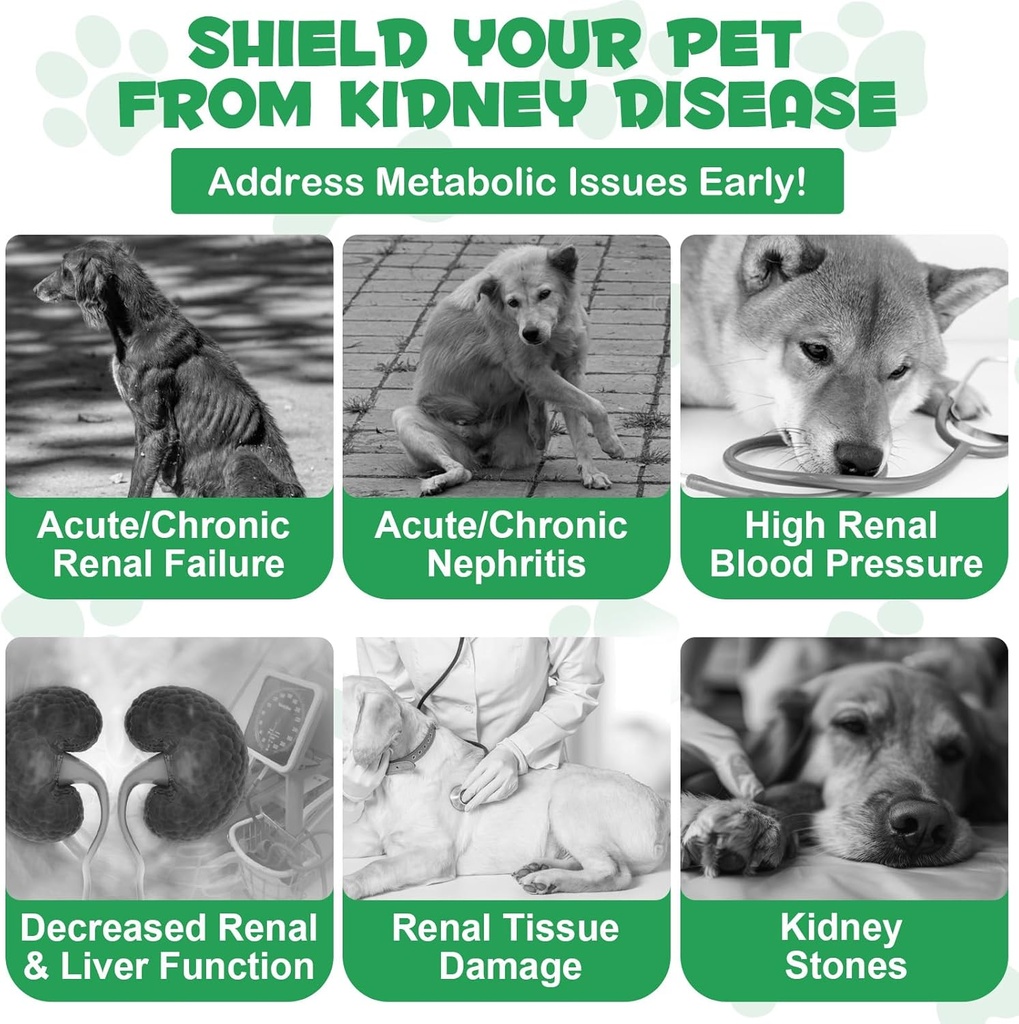 pet-kidney-support-for-dogs-veterinarian-6.jpg