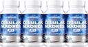 vitamisan-4-celulas-madres-stemcells-cel-6.jpg