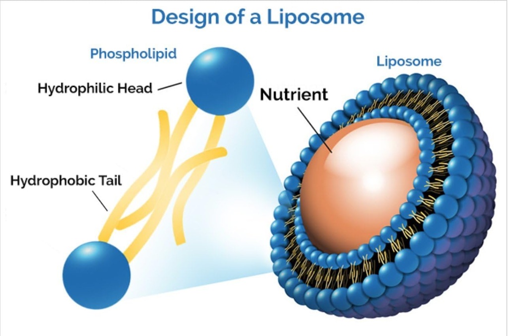 liposomal-glutathione-new-formulation-no-4.jpg