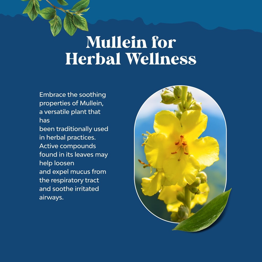 usda-organic-mullein-drops-for-lungs---h-4.jpg
