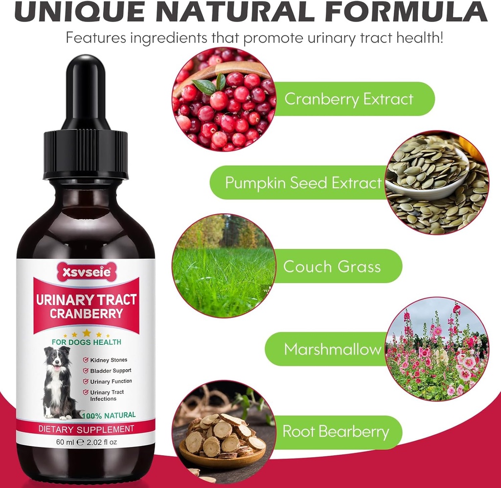 dog-uti-treatment-xsvseie-urinary-tract--3.jpg