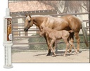 ultracruz-equine-calming-paste-60-ml-4.jpg