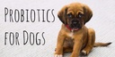 probiotic-relief-for-dogs---dog-probioti-3.jpg